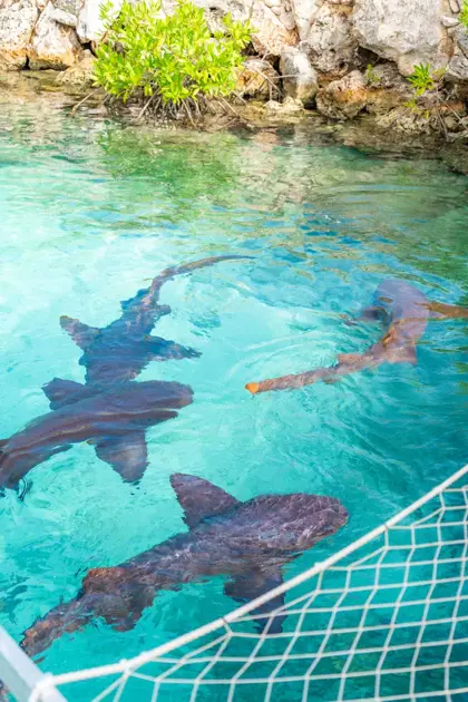 /book-tours/Dolphin-en-Sea-Aquarium/Animal-Encounter-11.webp